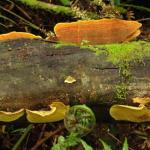 Malt Rest (Otway Park) - Rainforest walk